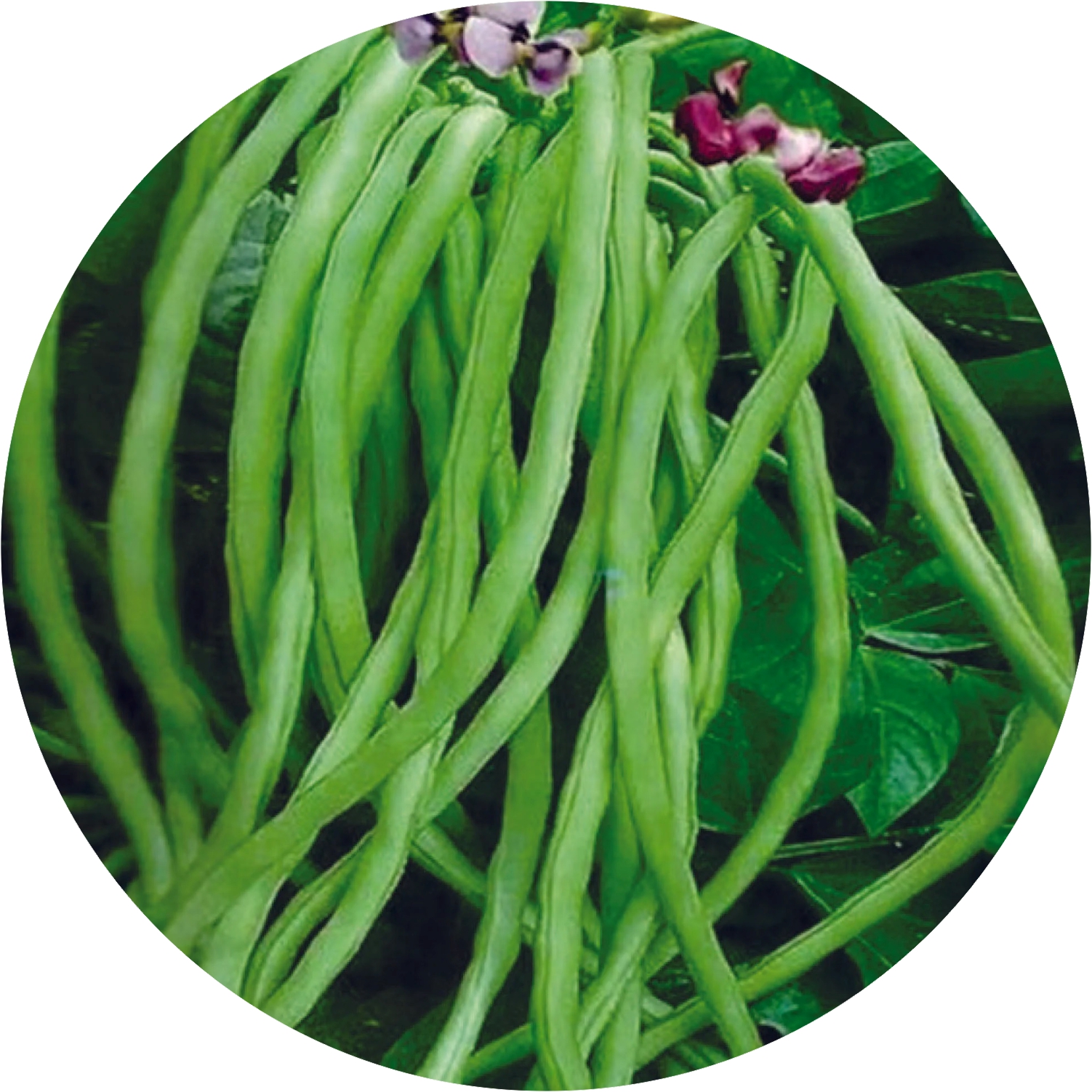 Cowpea (lobia)